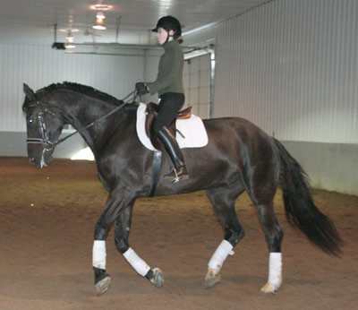 Dar in canter
