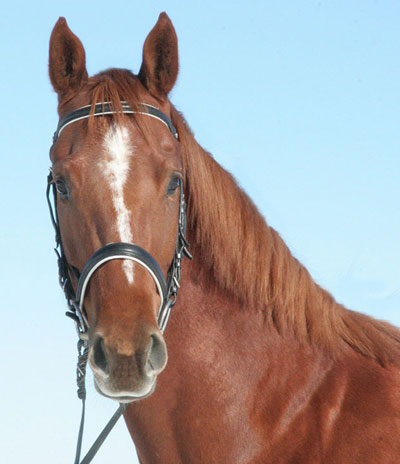 Meg's 3yo filly Lily by Londonderry
